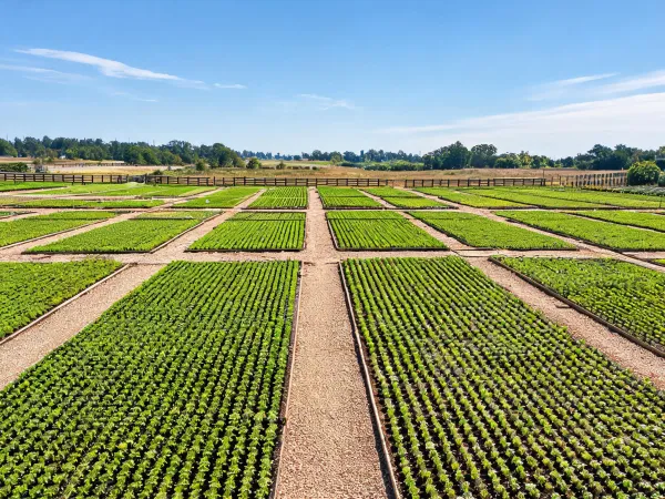 Nursery growing plots